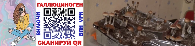 купить   Дубна  МЕГА   Галлюциногенные грибы MAGIC MUSHROOMS 
